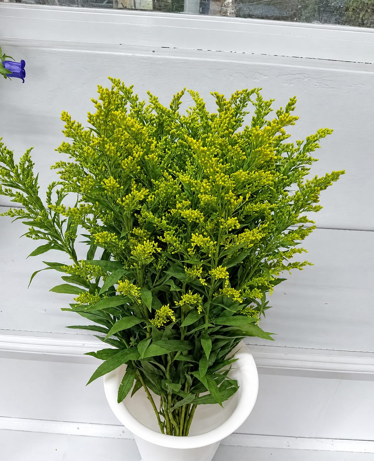 A graded bunch of solidago, cut and bunched to spec on a partner farm