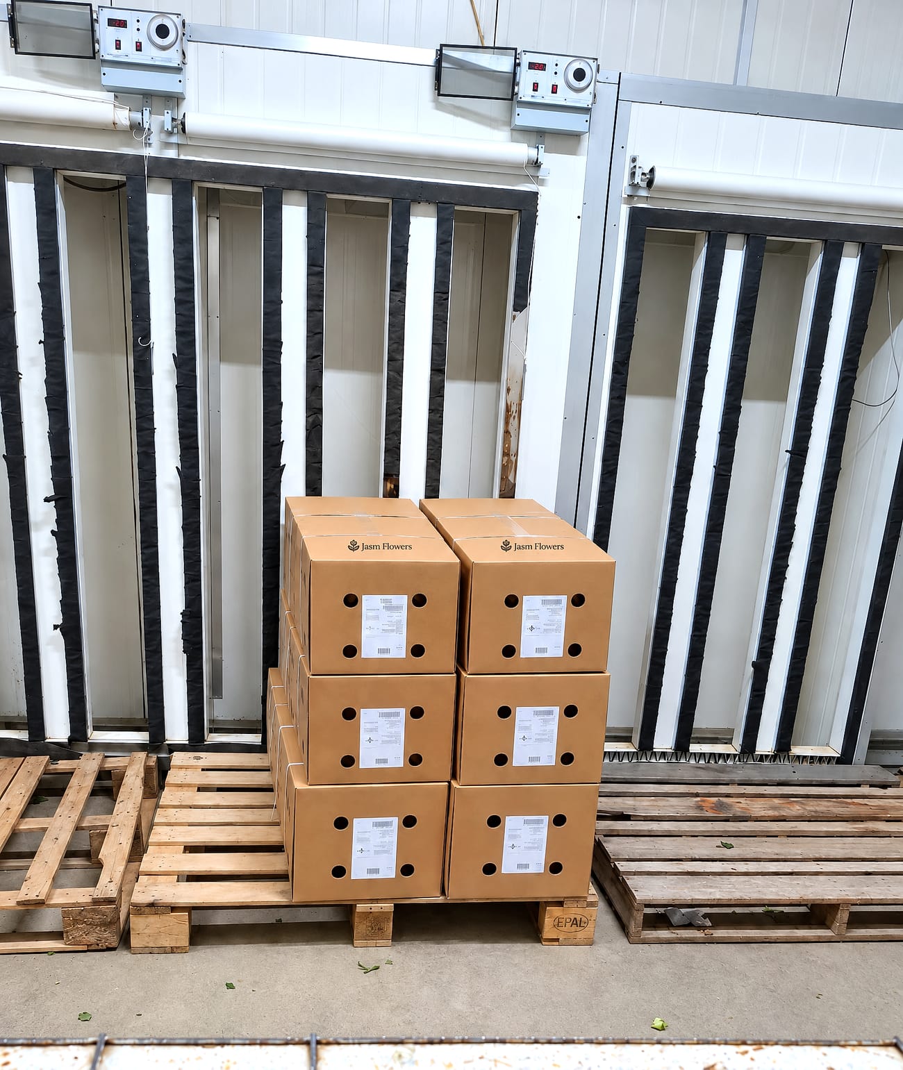 JASM export cartons stacked on a pallet in the cold room