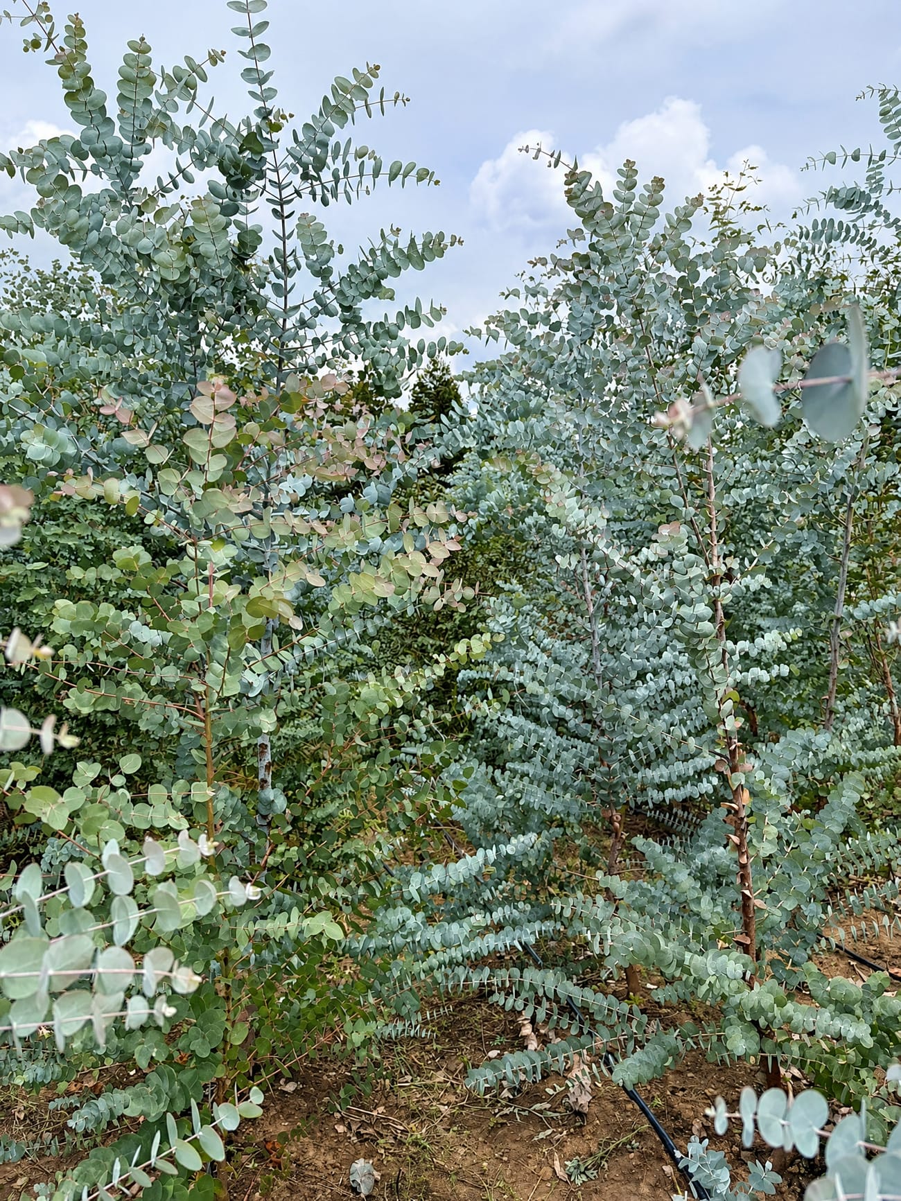 Eucalyptus Silver Dollar grown in Kenya for JASM Flowers