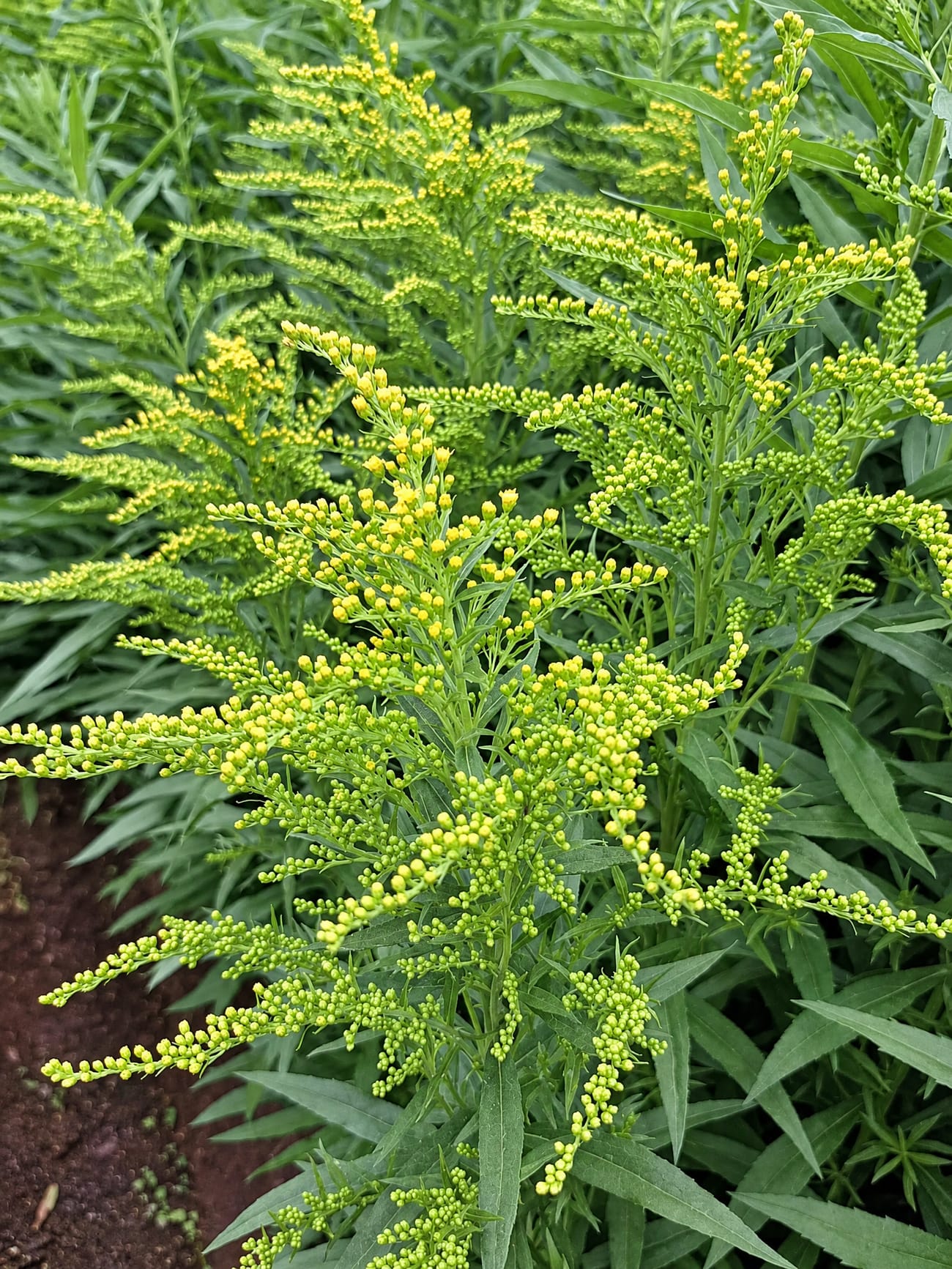 Solidago at bud stage in the field, Kenyan highlands