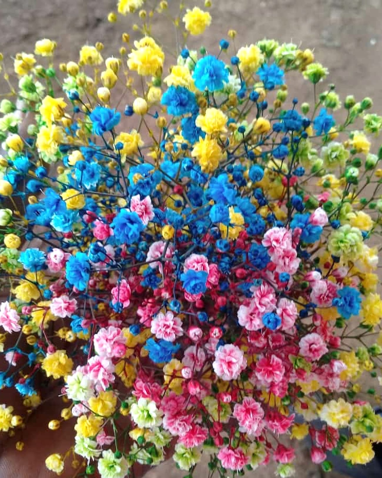 A bunch of tinted gypsophila in blue, pink, yellow and lime, held up in the field