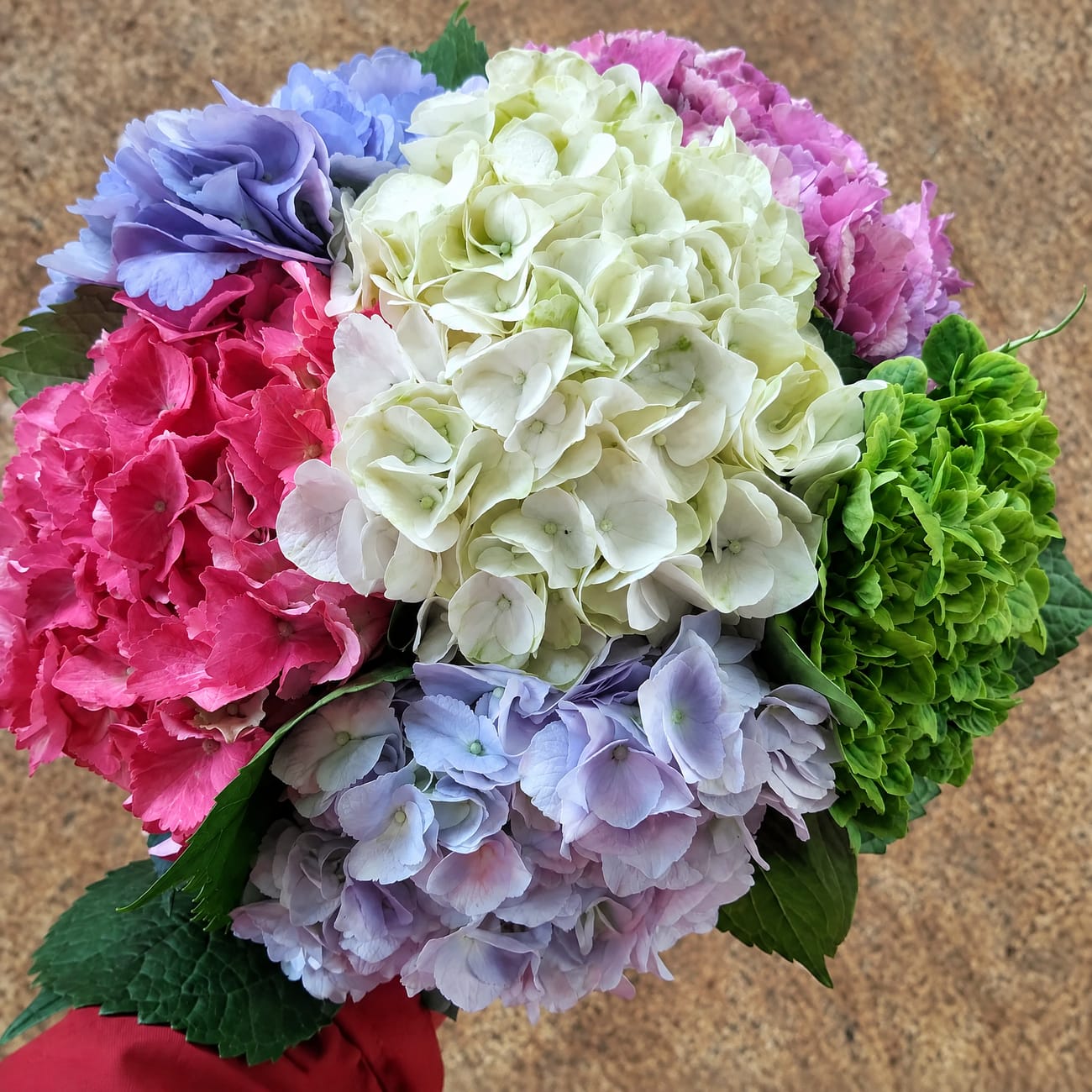Hydrangeas