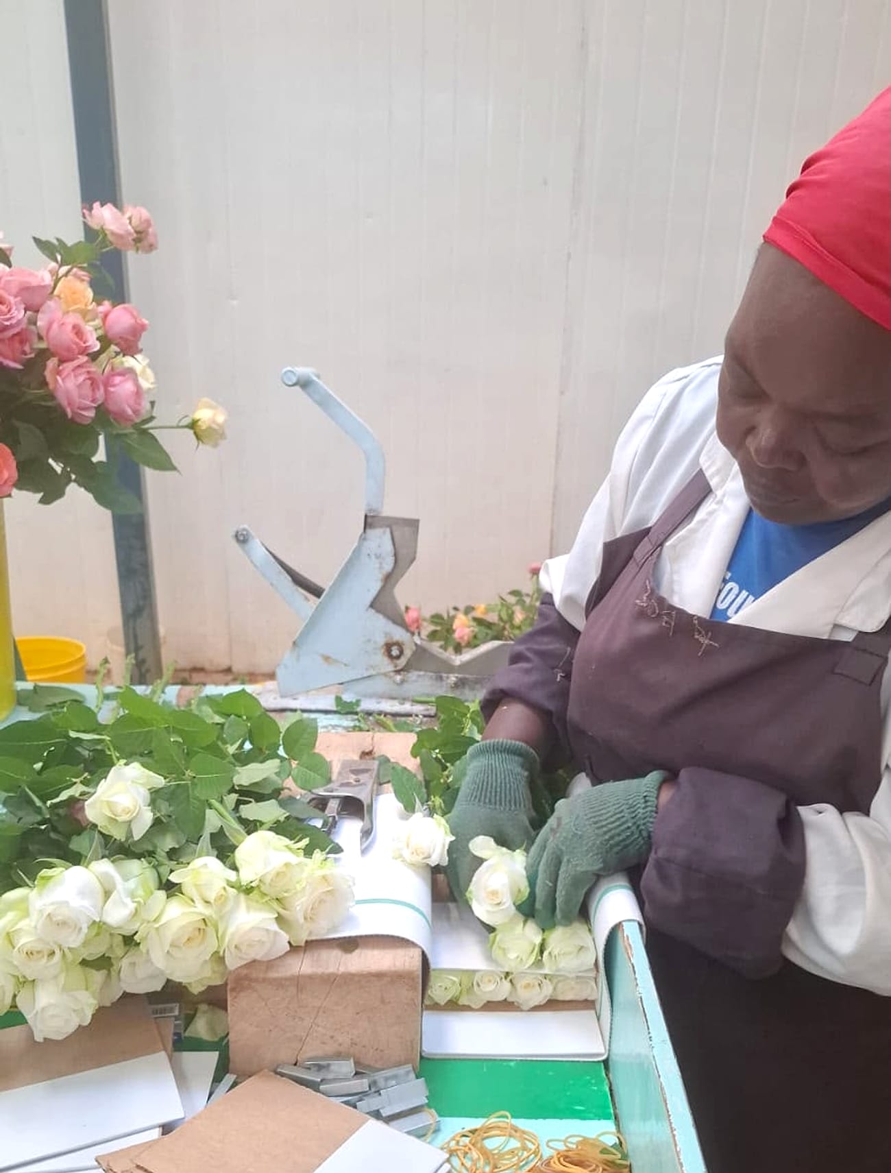 A grader at one of our growing partners bunching and sleeving roses at the bench