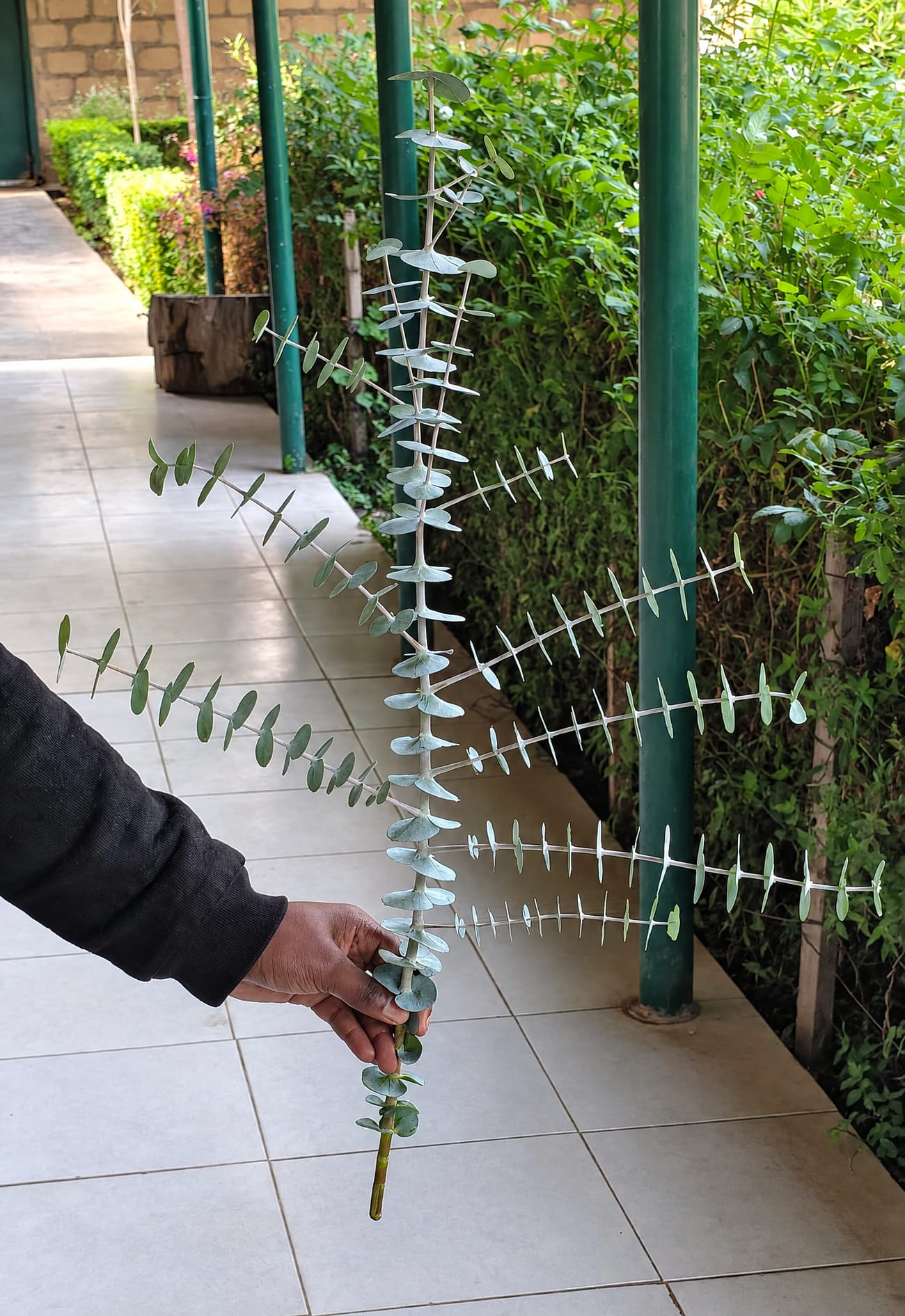 A full-length eucalyptus stem held up and checked against the grading spec