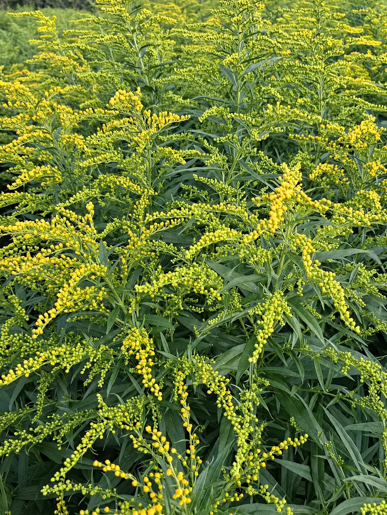 Solidago grown in Kenya for JASM Flowers