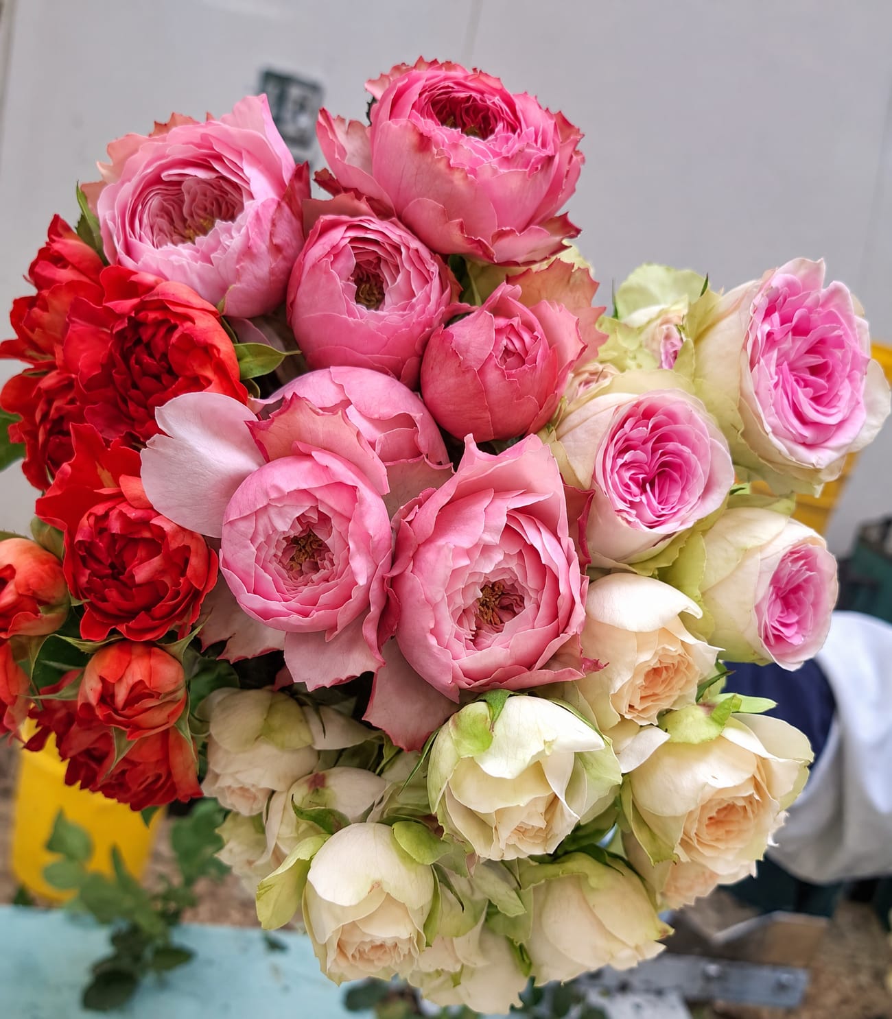 Spray Garden Roses